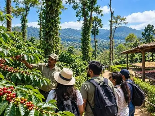 Coorg coffee plantation experience near Java Homestay