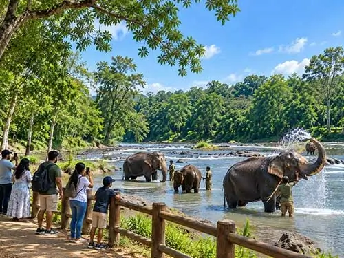 Dubare Elephant Camp near Java Homestay in Coorg